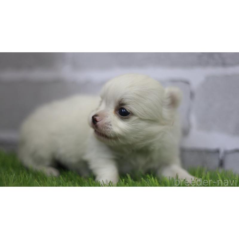 販売中の三重県のチワワ(ロングコート)-428910の10枚目