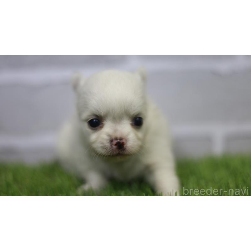 販売中の三重県のチワワ(ロングコート)-428910の9枚目