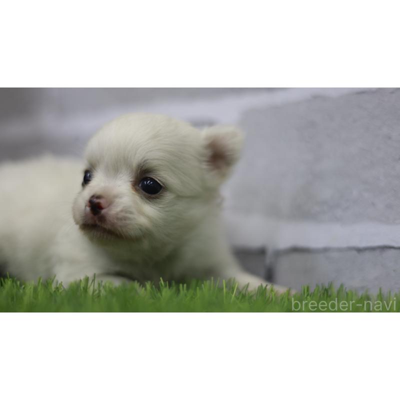 販売中の三重県のチワワ(ロングコート)-428910の8枚目