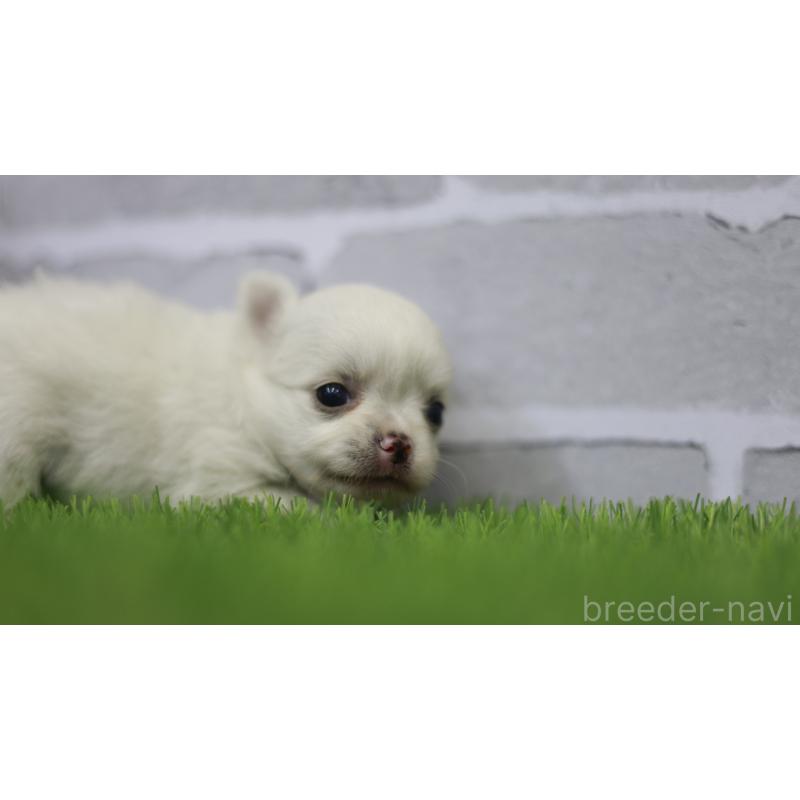 販売中の三重県のチワワ(ロングコート)-428910の7枚目