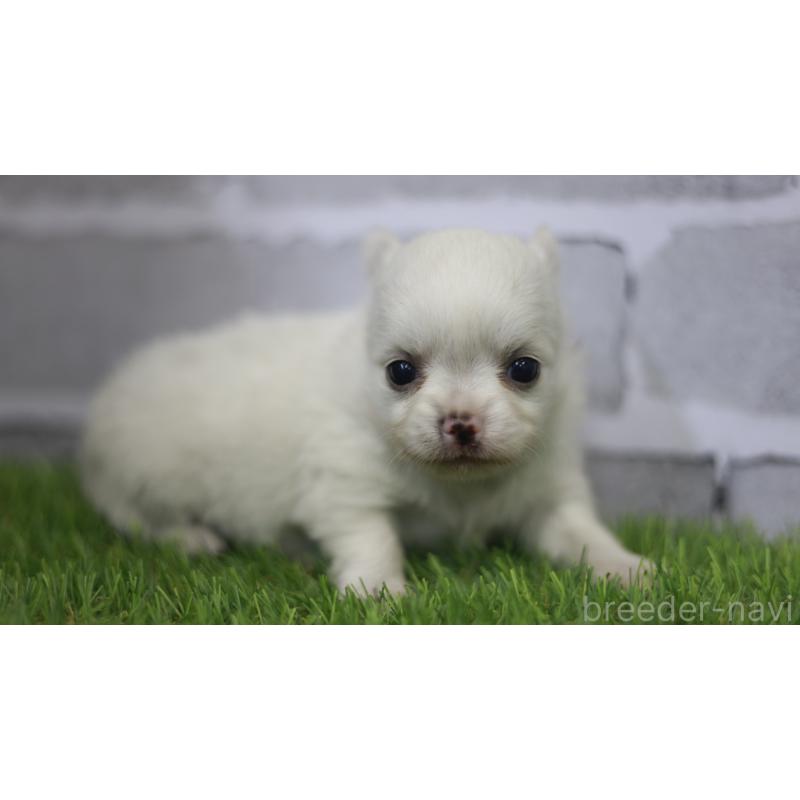 販売中の三重県のチワワ(ロングコート)-428910の6枚目