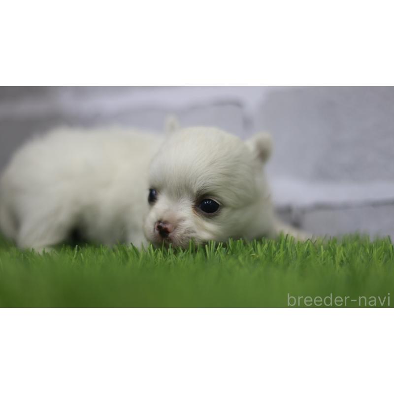 販売中の三重県のチワワ(ロングコート)-428910の5枚目