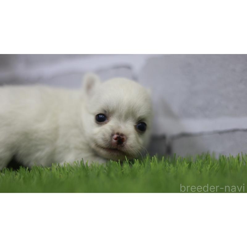 販売中の三重県のチワワ(ロングコート)-428910の4枚目