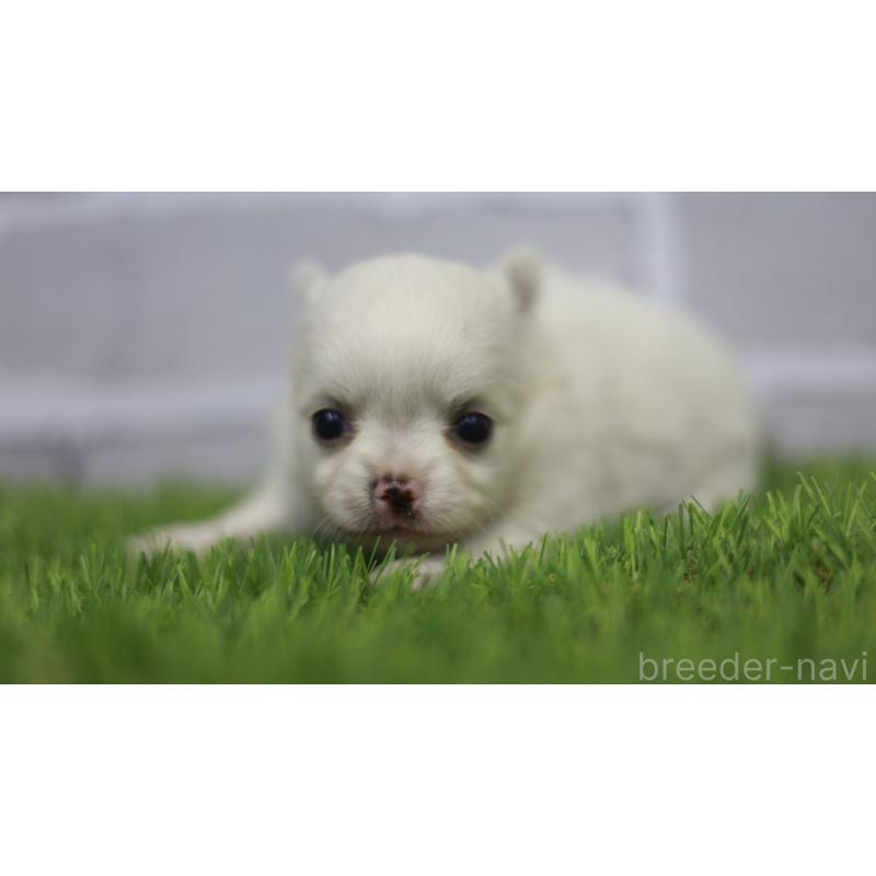 販売中の三重県のチワワ(ロングコート)-428910の3枚目