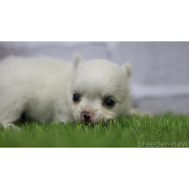 販売中の三重県のチワワ(ロングコート)-428910の2枚目