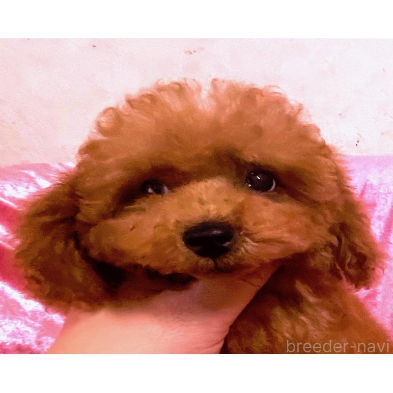 販売中の大阪府のティーカッププードル-417685の5枚目
