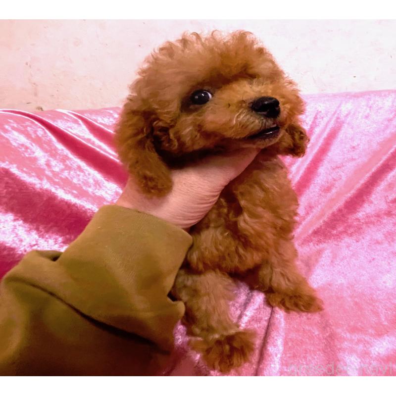 販売中の大阪府のティーカッププードル-417685の4枚目