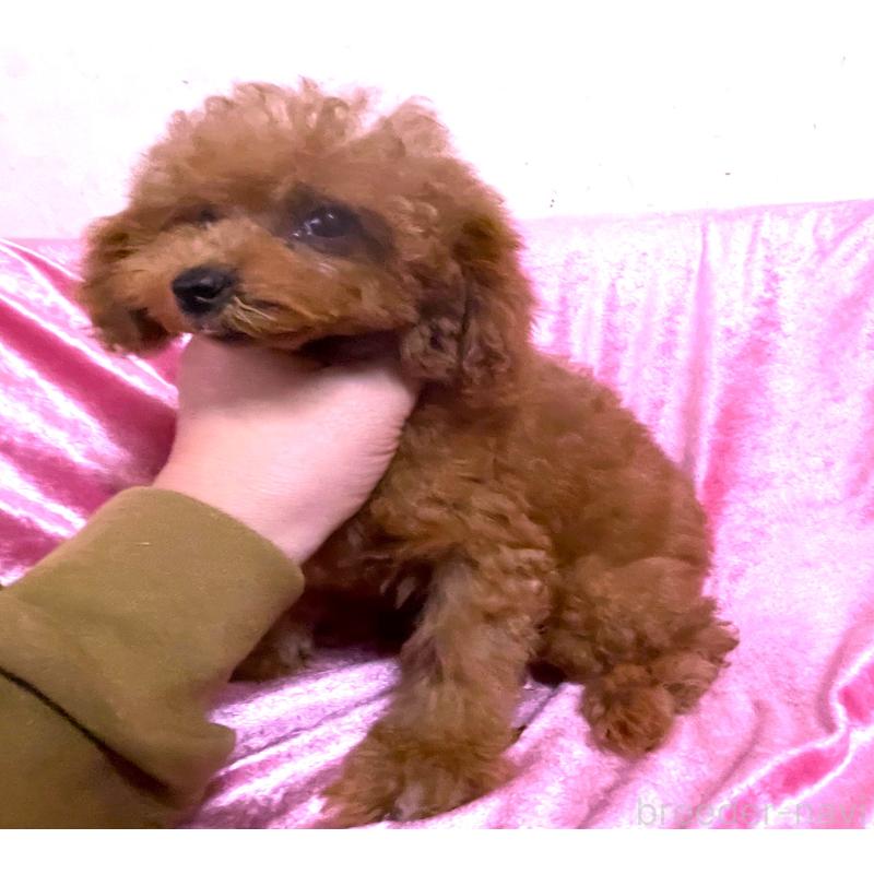 販売中の大阪府のティーカッププードル-417685の3枚目