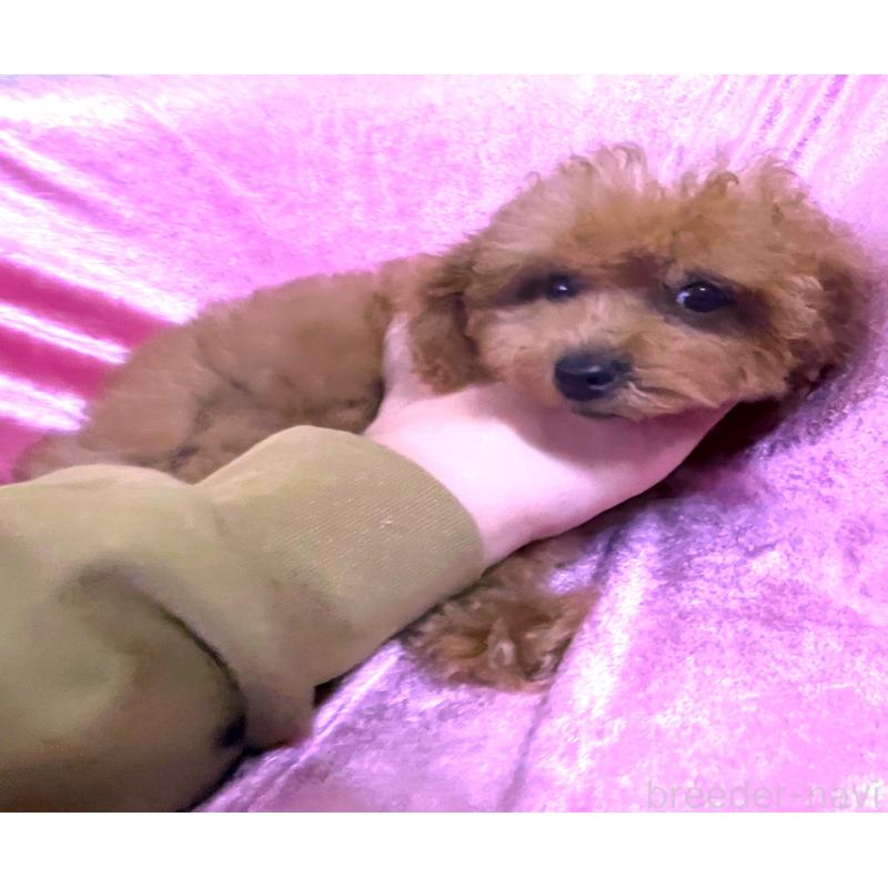 販売中の大阪府のティーカッププードル-417685の2枚目