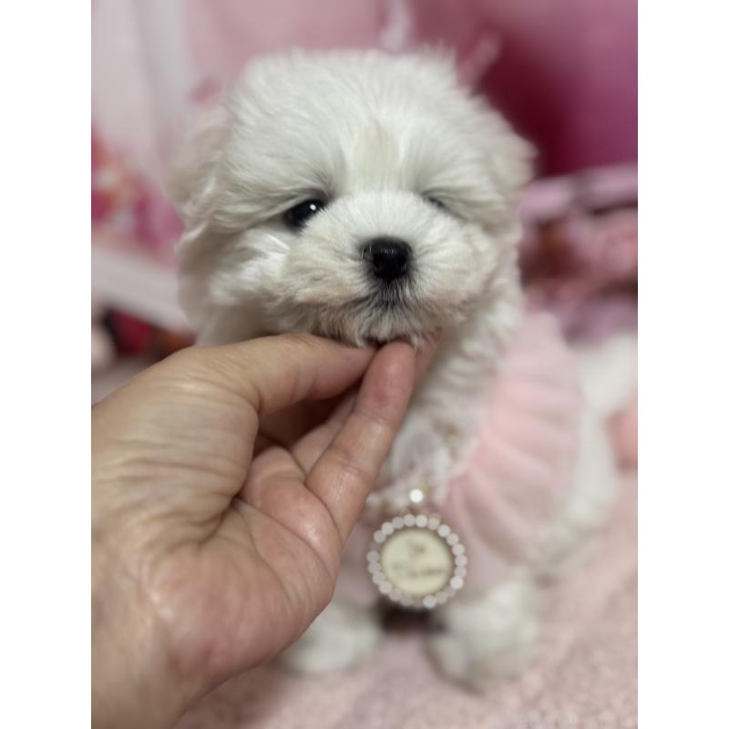 販売中の埼玉県のマルチーズ-427172の6枚目