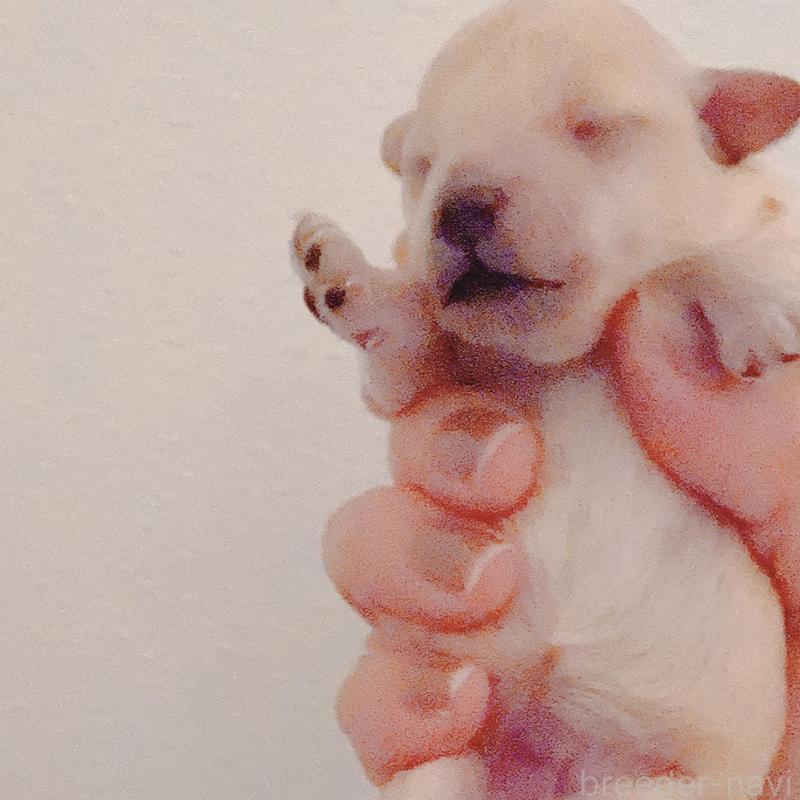 販売中の茨城県のティーカッププードル-428666の2枚目