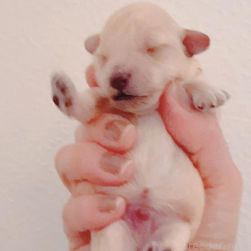 販売中の茨城県のティーカッププードル-428667の2枚目