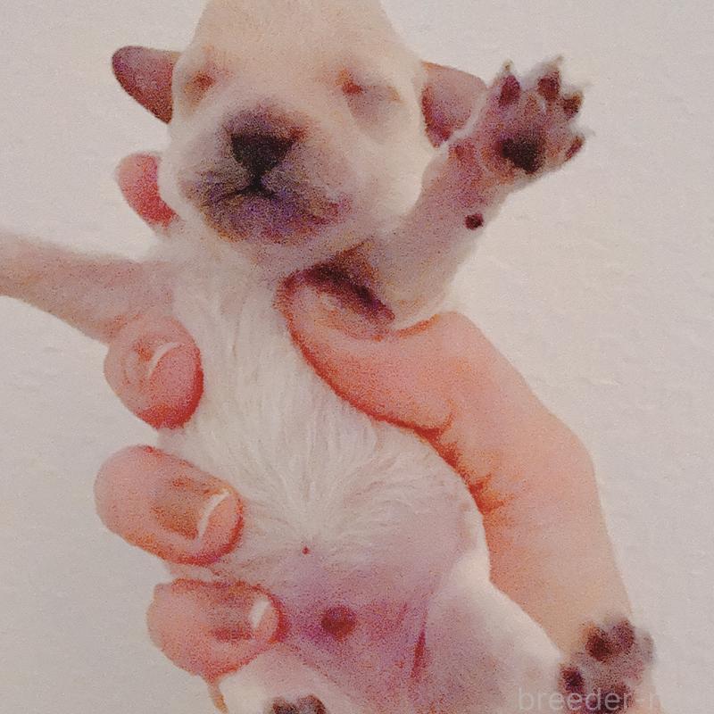 販売中の茨城県のティーカッププードル-428668の1枚目