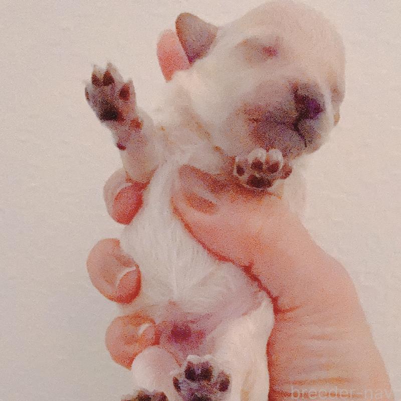 販売中の茨城県のティーカッププードル-428668の2枚目