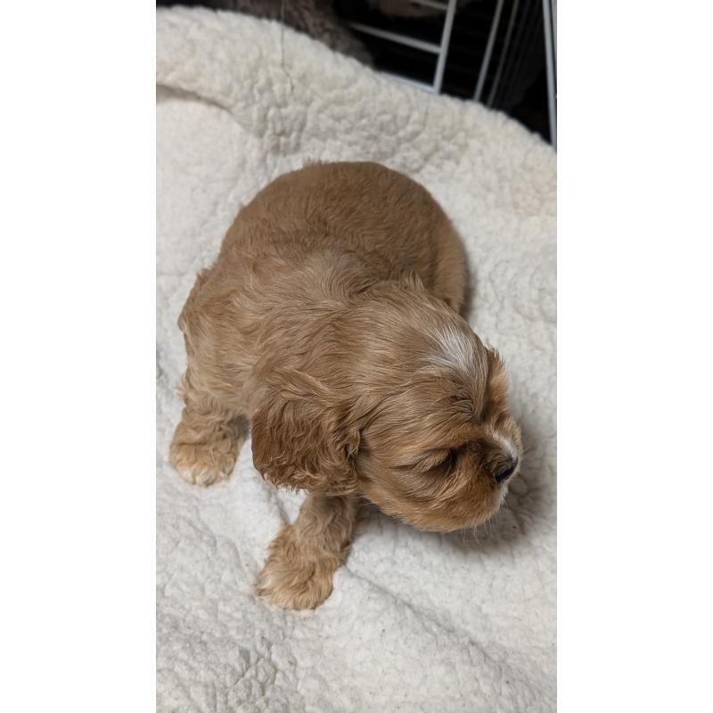 成約済の愛知県のアメリカンコッカースパニエル-427101の11枚目