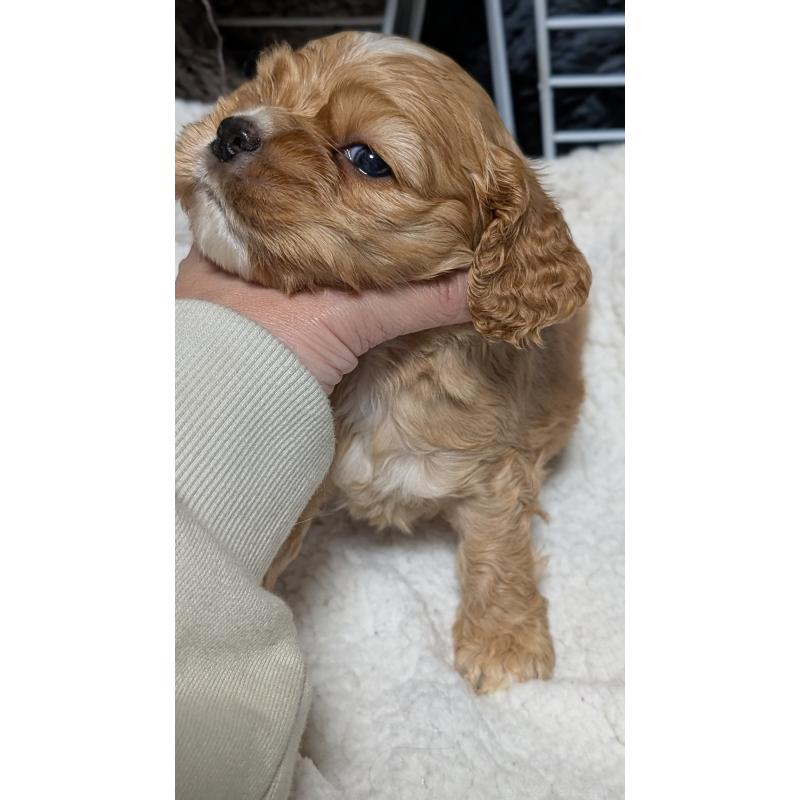 成約済の愛知県のアメリカンコッカースパニエル-427101の10枚目