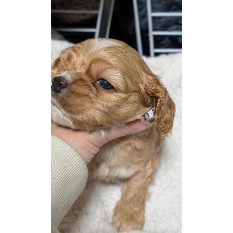 成約済の愛知県のアメリカンコッカースパニエル-427101の9枚目