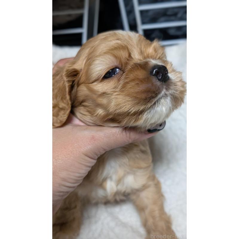 成約済の愛知県のアメリカンコッカースパニエル-427101の8枚目