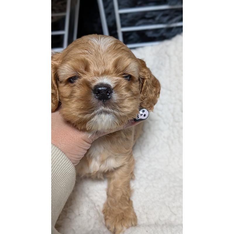 成約済の愛知県のアメリカンコッカースパニエル-427101の7枚目