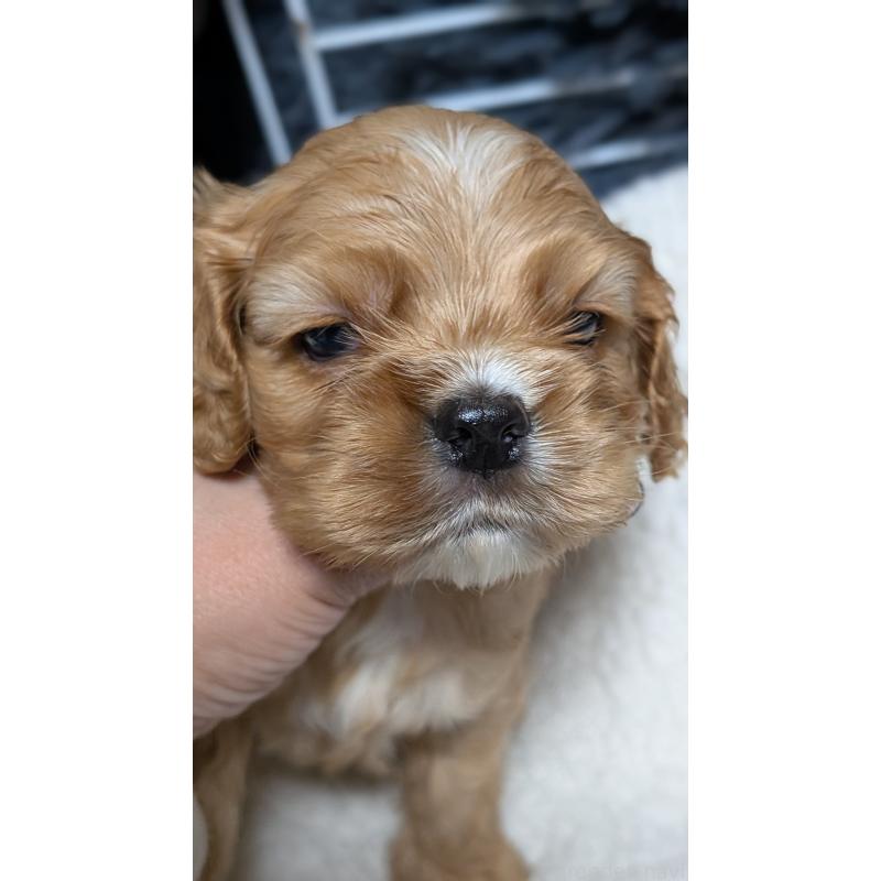 成約済の愛知県のアメリカンコッカースパニエル-427101の5枚目