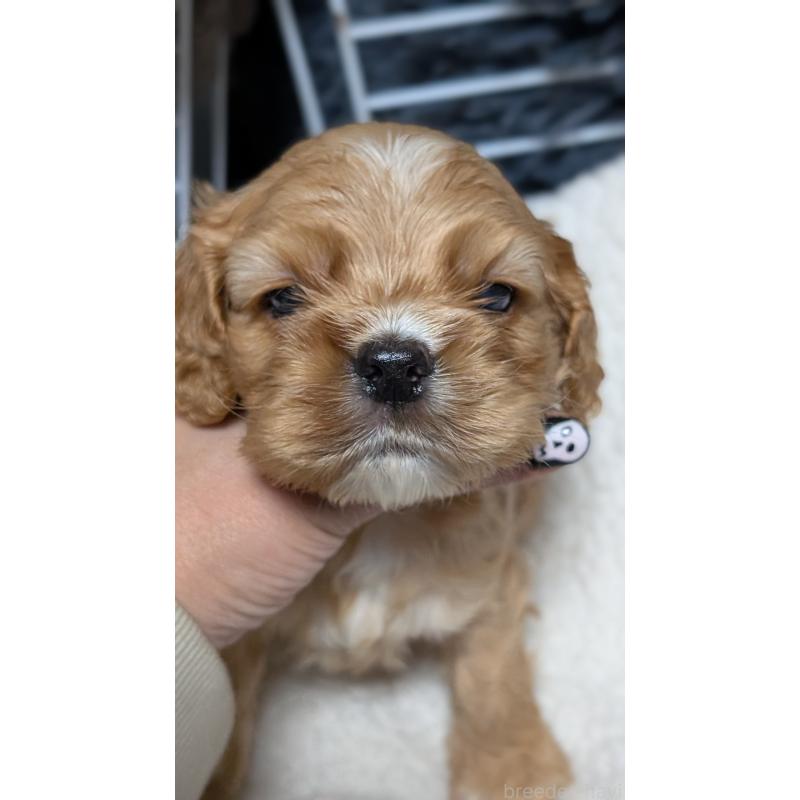 成約済の愛知県のアメリカンコッカースパニエル-427101の3枚目