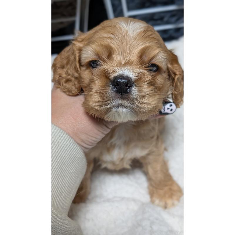 成約済の愛知県のアメリカンコッカースパニエル-427101の2枚目