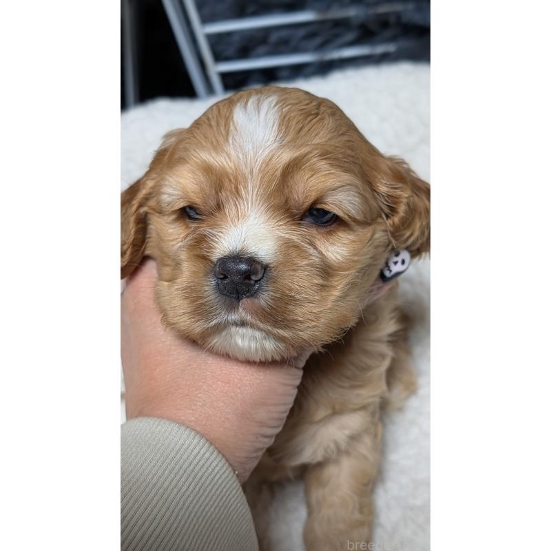 成約済の愛知県のアメリカンコッカースパニエル-427100の10枚目