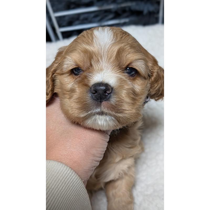 成約済の愛知県のアメリカンコッカースパニエル-427100の9枚目