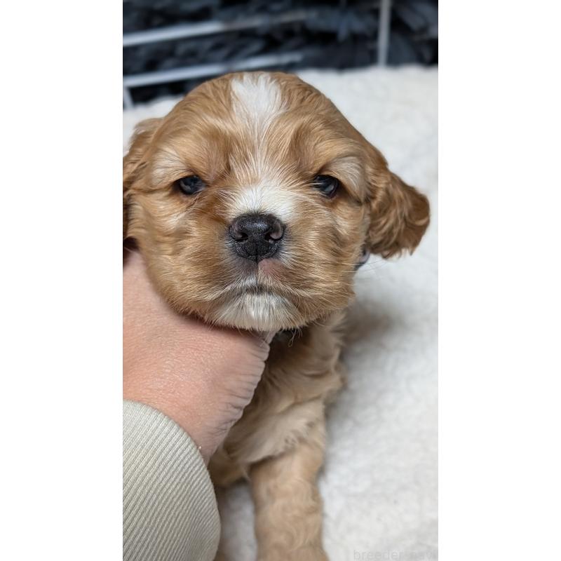 成約済の愛知県のアメリカンコッカースパニエル-427100の8枚目