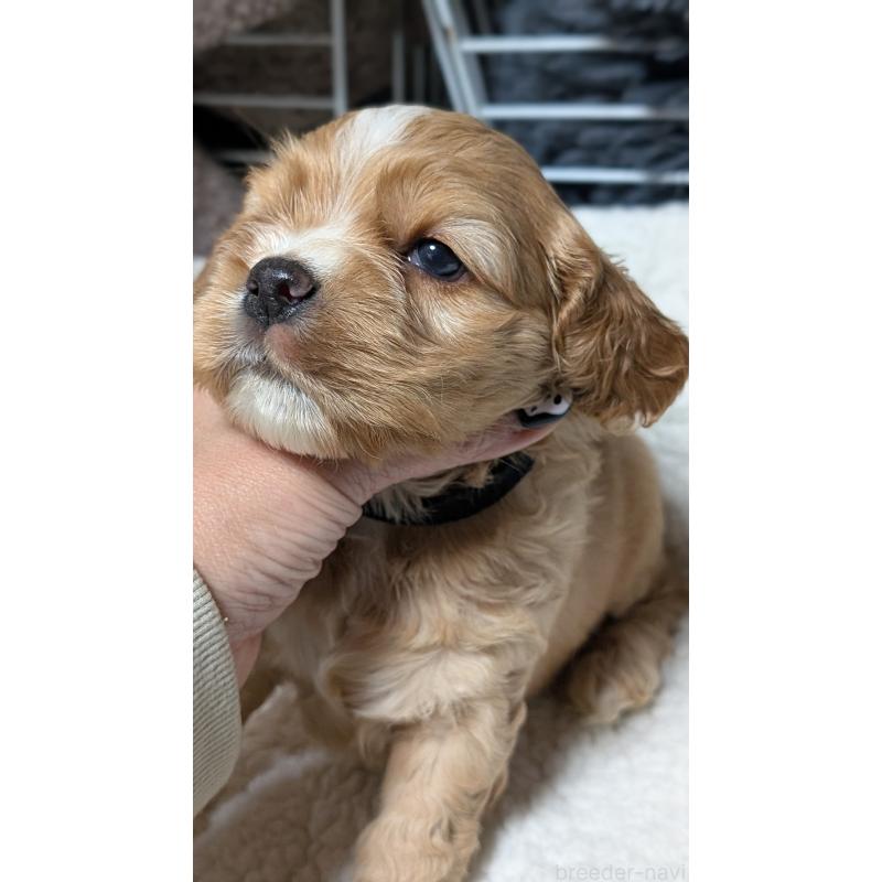 成約済の愛知県のアメリカンコッカースパニエル-427100の6枚目