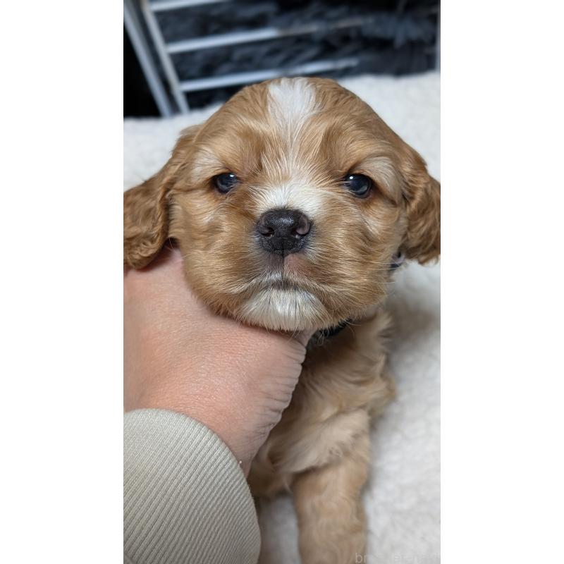 成約済の愛知県のアメリカンコッカースパニエル-427100の5枚目