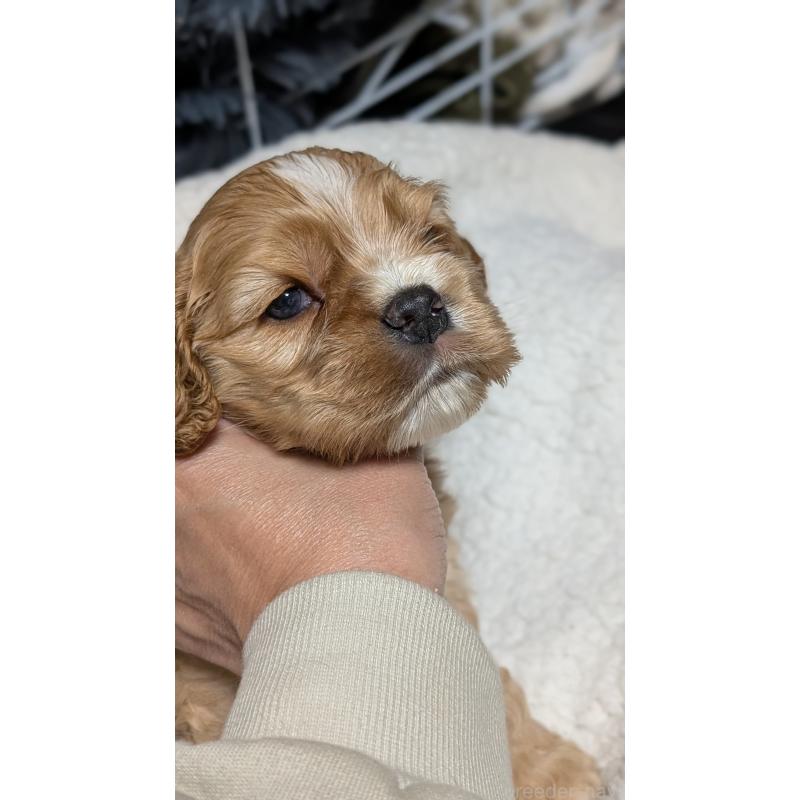 成約済の愛知県のアメリカンコッカースパニエル-427100の4枚目