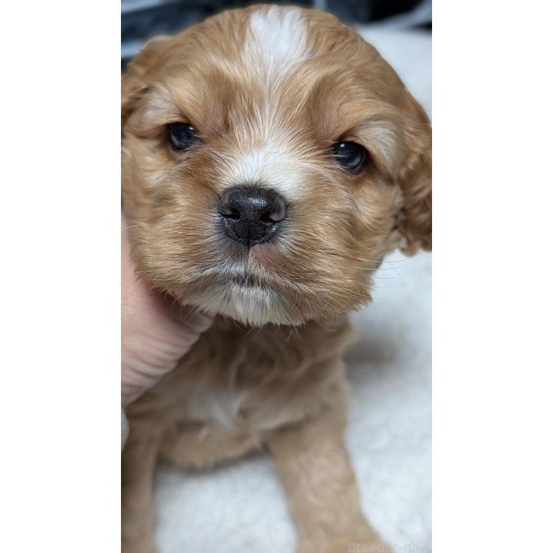 成約済の愛知県のアメリカンコッカースパニエル-427100の3枚目