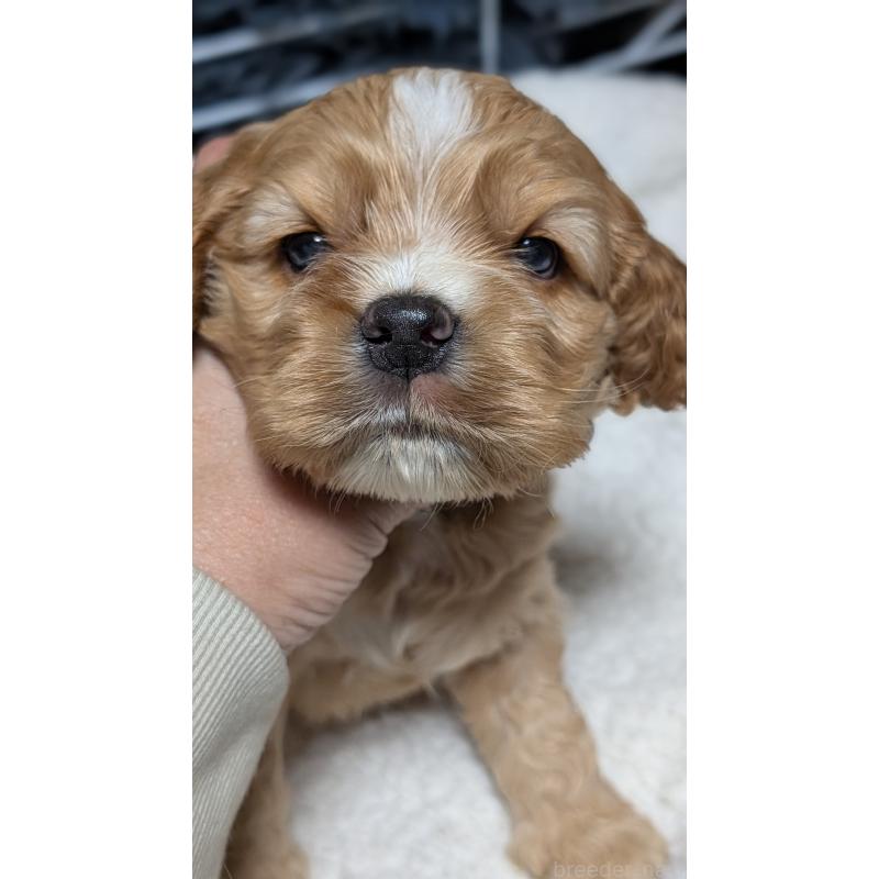 成約済の愛知県のアメリカンコッカースパニエル-427100の2枚目