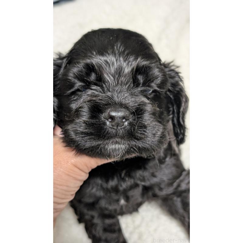 成約済の愛知県のアメリカンコッカースパニエル-427103の10枚目