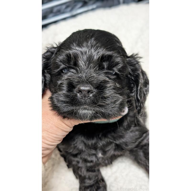 成約済の愛知県のアメリカンコッカースパニエル-427103の7枚目