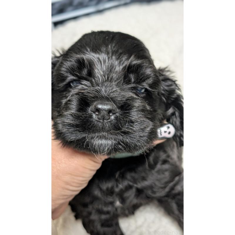 成約済の愛知県のアメリカンコッカースパニエル-427103の6枚目