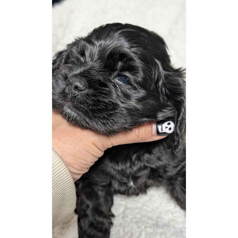 成約済の愛知県のアメリカンコッカースパニエル-427103の5枚目