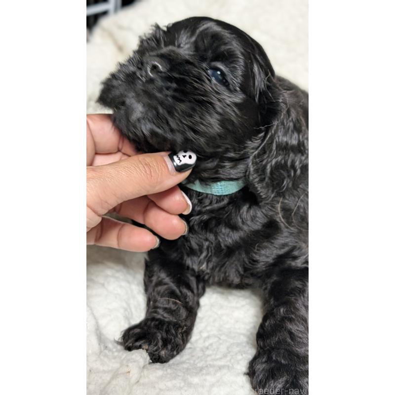 成約済の愛知県のアメリカンコッカースパニエル-427103の3枚目