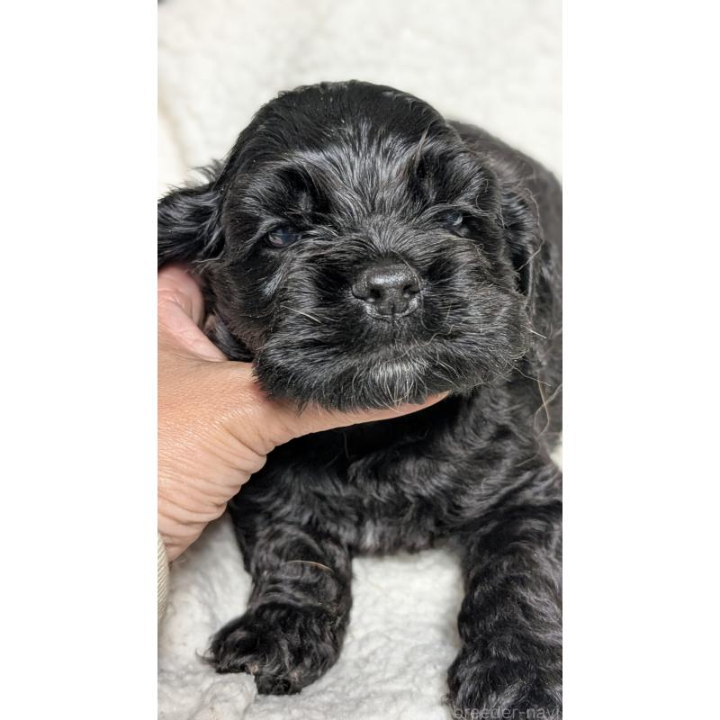 成約済の愛知県のアメリカンコッカースパニエル-427103の2枚目