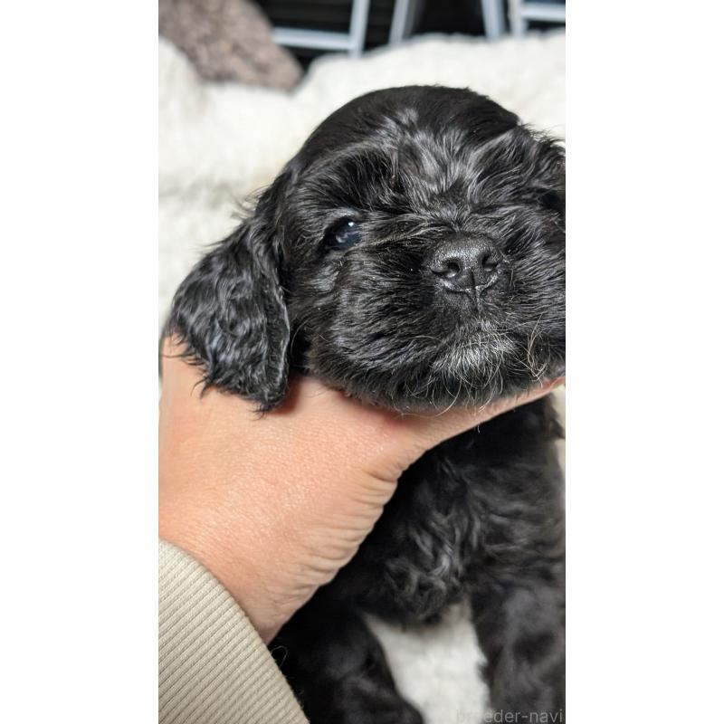 成約済の愛知県のアメリカンコッカースパニエル-427104の11枚目