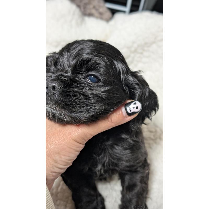 成約済の愛知県のアメリカンコッカースパニエル-427104の10枚目