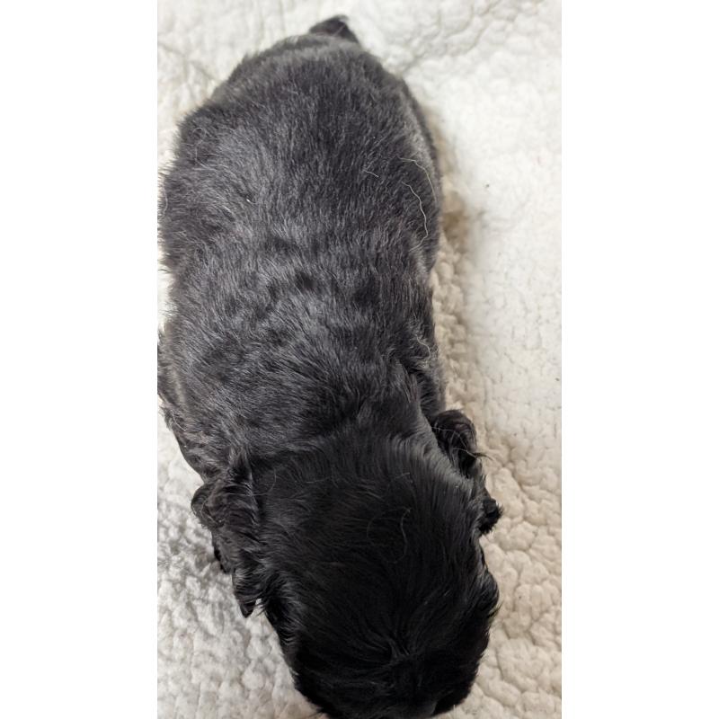 成約済の愛知県のアメリカンコッカースパニエル-427104の9枚目