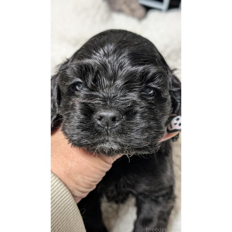 成約済の愛知県のアメリカンコッカースパニエル-427104の8枚目