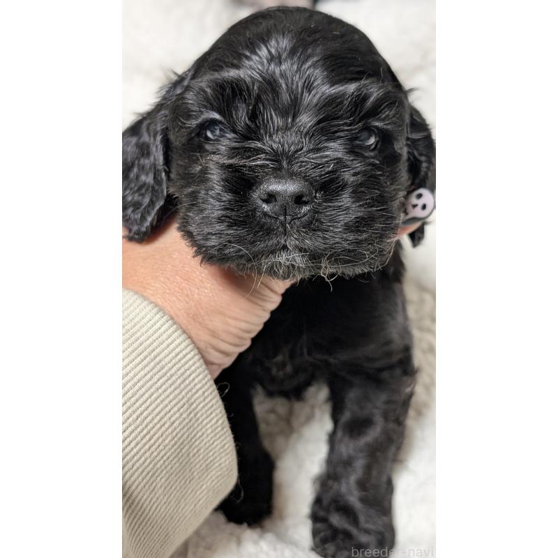 成約済の愛知県のアメリカンコッカースパニエル-427104の7枚目