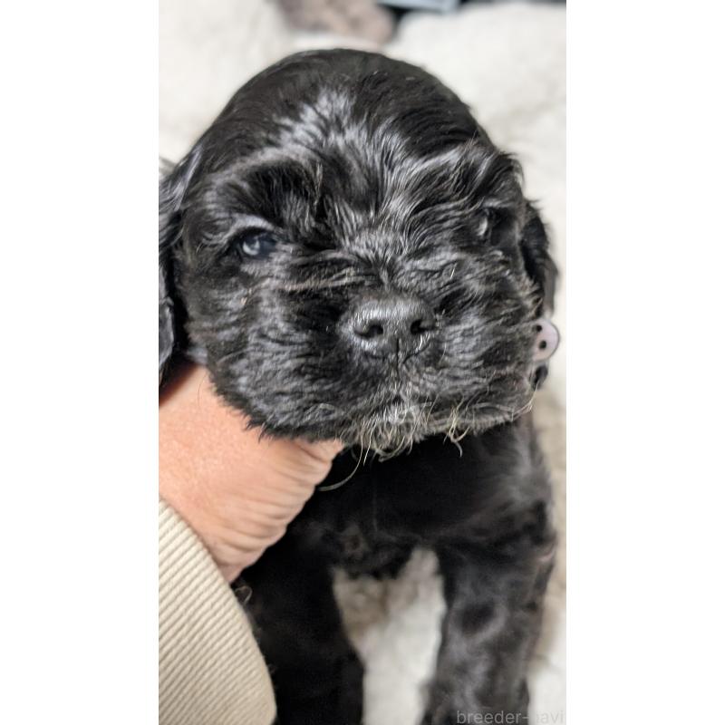 成約済の愛知県のアメリカンコッカースパニエル-427104の6枚目