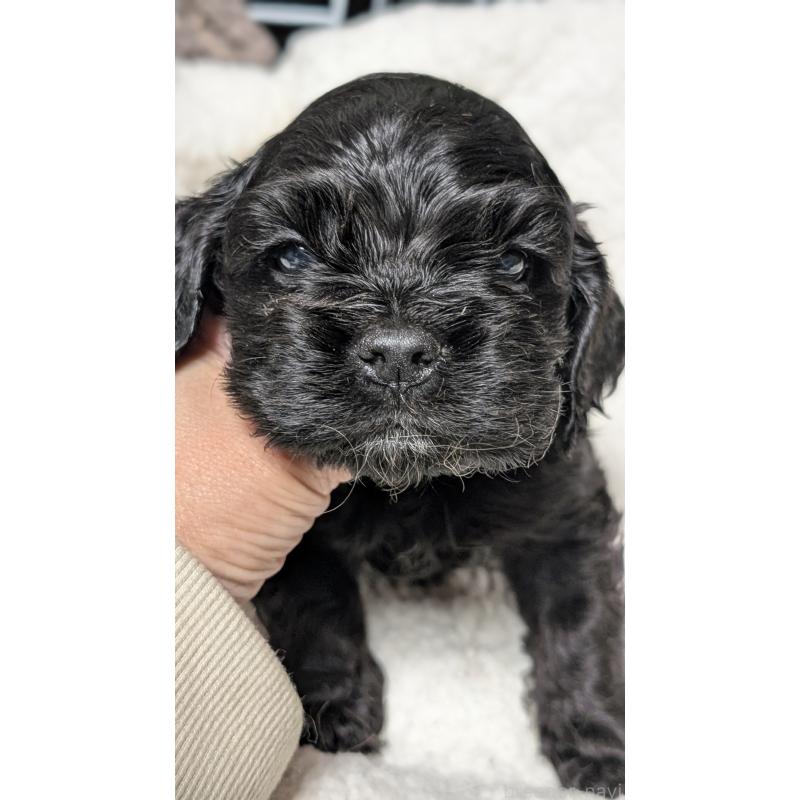 成約済の愛知県のアメリカンコッカースパニエル-427104の5枚目