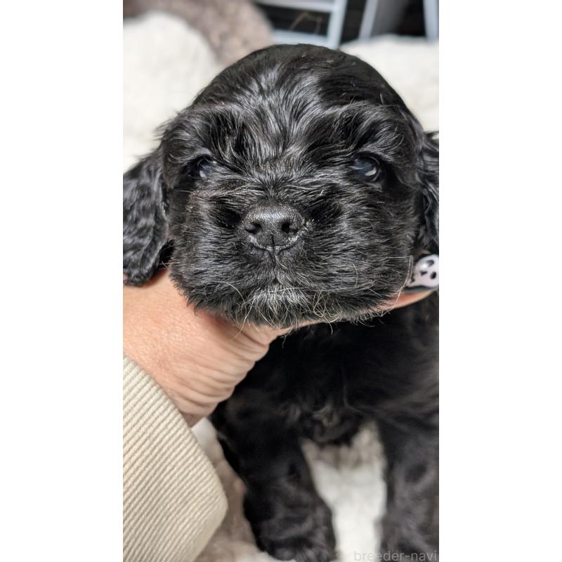 成約済の愛知県のアメリカンコッカースパニエル-427104の4枚目