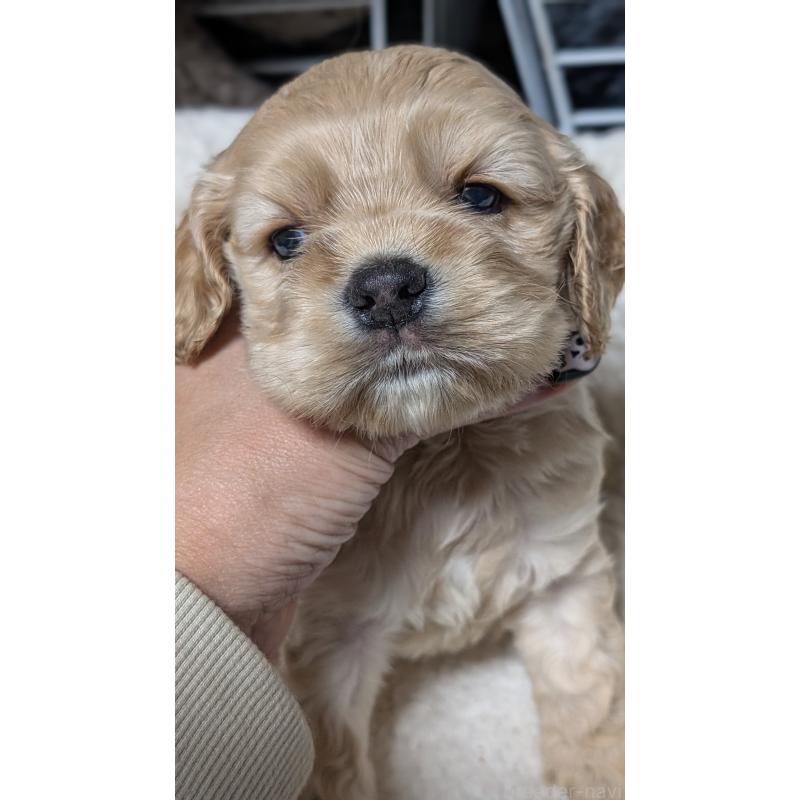 成約済の愛知県のアメリカンコッカースパニエル-427098の15枚目