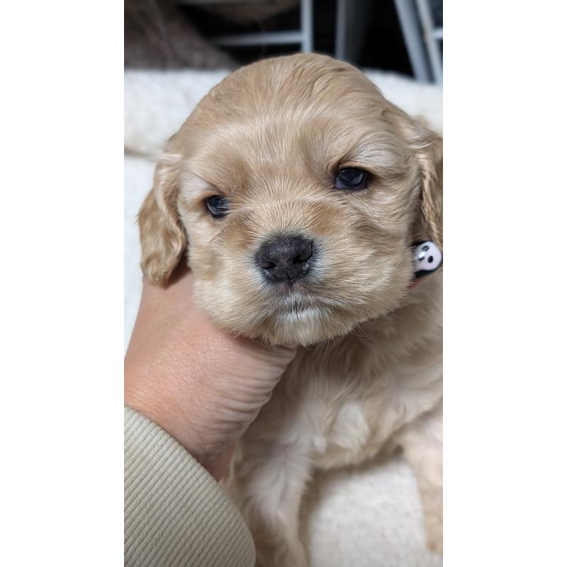 成約済の愛知県のアメリカンコッカースパニエル-427098の14枚目